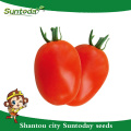 Suntoday determinate roma firm fruit long shelflife Red oval fruit sygenta GS-12 vegetable hybrid F1 Organic tomato seeds(22001)